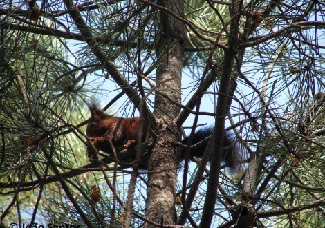 Esquilo a alimentar-se no topo de uma árvore