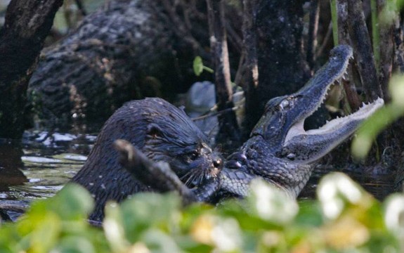 lontra come crocodilo juvenil