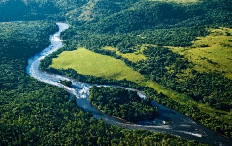 Floresta Brasil