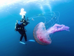 Pelagia noctiluca alforreca medusa mãe d'água