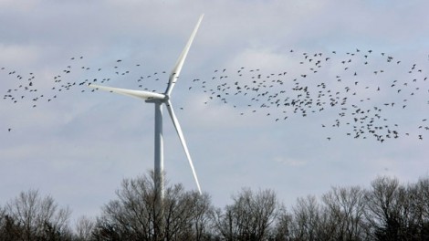 aves turbina eólica Dave ChidleyCanadian Press