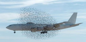 Avião militar dos EUA é quase 'engolido' por bando de aves.