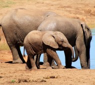 elefante africano bebé mãe água