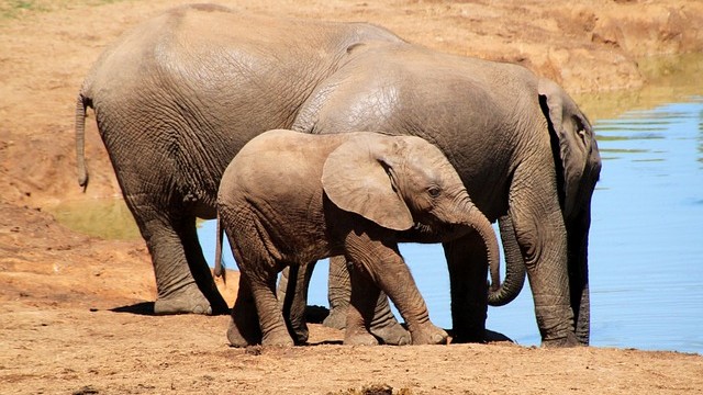 elefante africano bebé mãe água