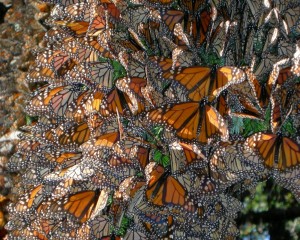 Borboletas monarca migração
