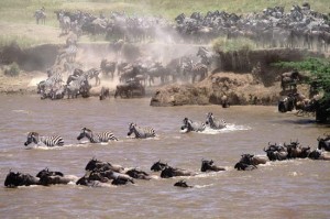 Gavriel Jecan_Corbis zebra gnus rio migração