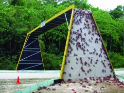 caranguejo-tunel ponte migração