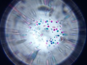 polen microscópio