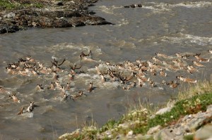 renas rio migração