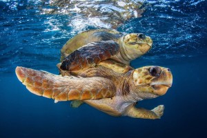 tartaruga marinha migração