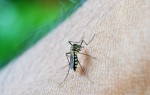 mosquito-braço-repelente-caseiro