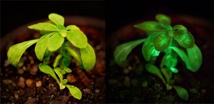 Bioglow planta brilha no escuro