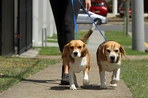 passear cães associação de animais de estimação