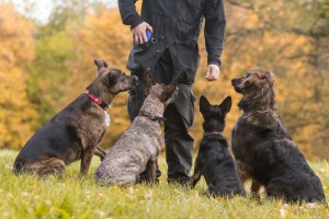 treinar cães associações de animais