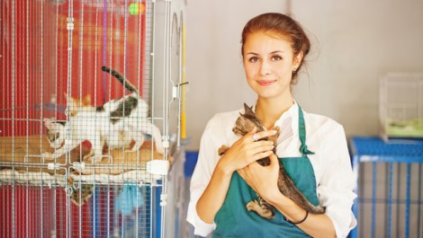 voluntária trabalhador gatil gatos