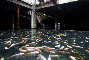 centro comercial abandonado lago peixes
