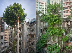 árvores edifício abandonados hong kong