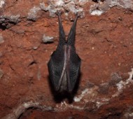 morcego de ferrudura gruta
