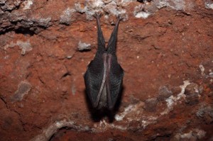 morcego de ferrudura gruta