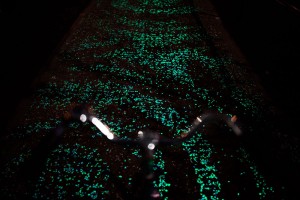 ciclovia_brilha_holanda_daan_roosegaarde