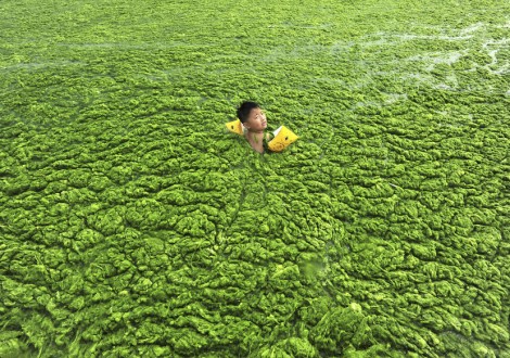 A boy swims in the algae-filled coastline of Qingdao