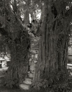 árvores mais antigas do mundo beth moon