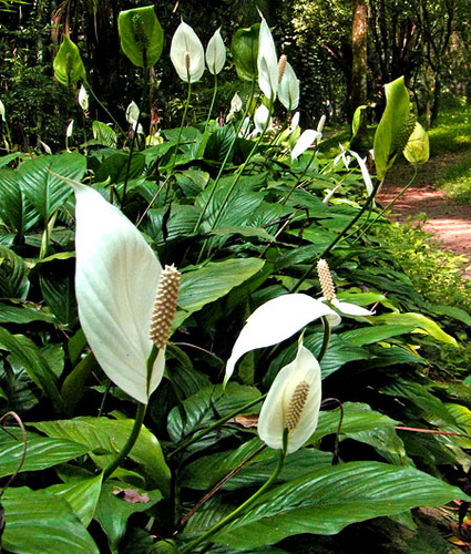 lirio-da-paz-antúrio branco plantas que purificam o ar - NOCTULA  ChannelNOCTULA Channel | … o que interessa deve ser partilhado!