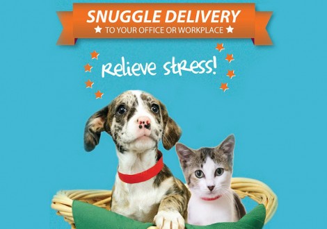 snuggle-delivery-animais nos escritórios cão gato stress