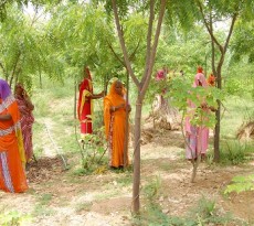 Piplantri plantação árvores nascimento menina