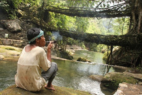 Meghalaya, na Índia, é uma das regiões mais húmidas do mundo, onde ocorrem chuvas torrenciais frequentemente, transformando os rios calmos em fortes torrentes. Por esta razão, os habitantes decidiram que em vez de construir pontes, iriam cultivá-las, criando pontes vivas.