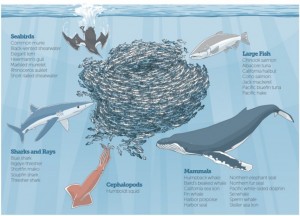 sustentabilidade pesca sardinhas
