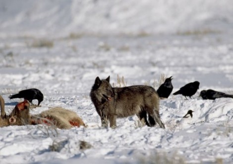 corvos ajudam lobos