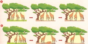 evolução do pescoço das girafas