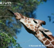 girafa alimentação pescoço