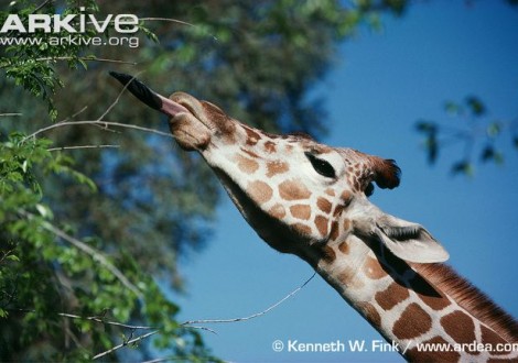 girafa alimentação pescoço