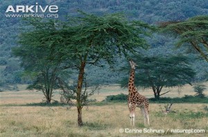 girafas pescoço grande árvore