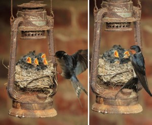 ninhos incríveis, vários exemplos que são a prova de como as aves se adaptam ao ambiente onde vivem.