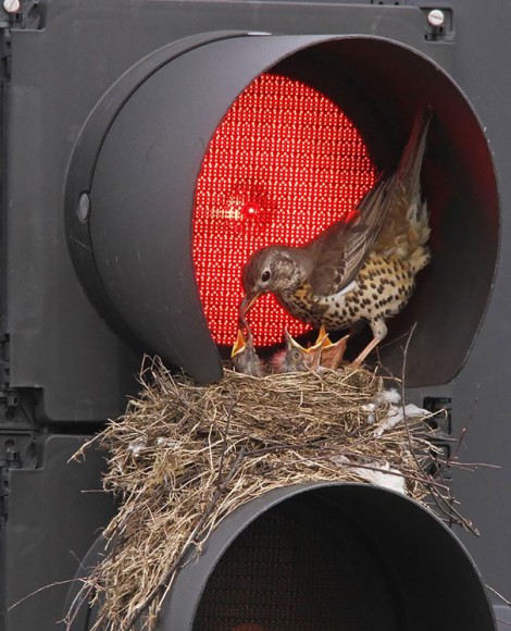 ninhos incríveis, vários exemplos que são a prova de como as aves se adaptam ao ambiente onde vivem.