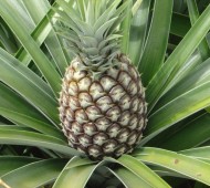A Ananas Anam desenvolveu um inovador cabedal ecológico que é natural e sustentável, chama-se Piñatex. O Piñatex é produzido a partir das fibras de folhas de abacaxi, que são deitadas no lixo às toneladas depois da colheita da fruta.