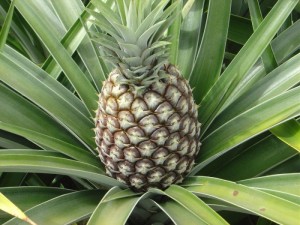 A Ananas Anam desenvolveu um inovador cabedal ecológico que é natural e sustentável, chama-se Piñatex. O Piñatex é produzido a partir das fibras de folhas de abacaxi, que são deitadas no lixo às toneladas depois da colheita da fruta.