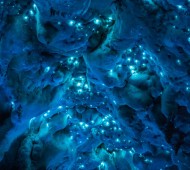 As luzes cintilantes que pontilham o teto deste sistema de cavernas deslumbrante são resultado do trabalho dos bichos luminosos da espécie dearachnocampa luminosa, uma larva de mosquito bioluminescente, que produz luz naturalmente, encontrada na Nova Zelândia.