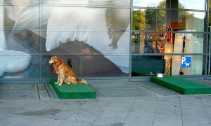 cão ikea estacionamento para cães