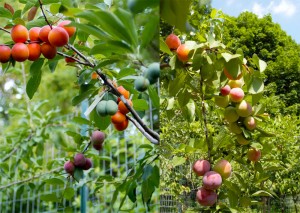 árvore de fruto Tree of 40 Fruit