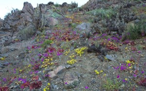 deserto do Atacama flores
