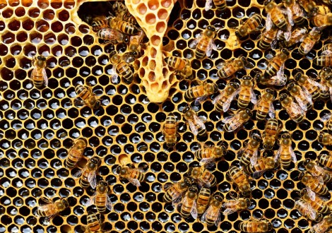 mel abelhas colmeia