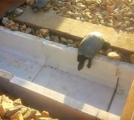 tartarugas caminhos de ferro