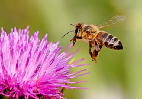 abelhas polinização alimentos